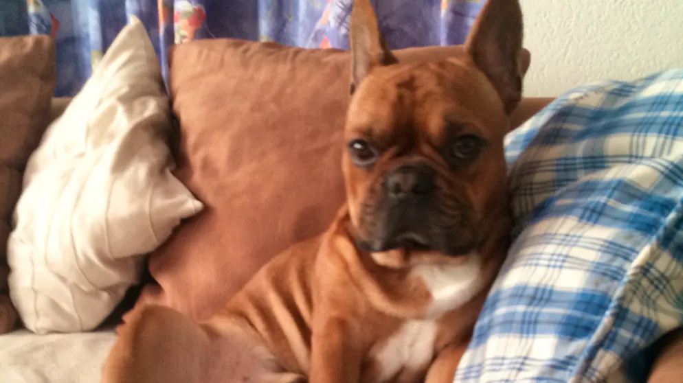 Il mio animale domestico è pigro