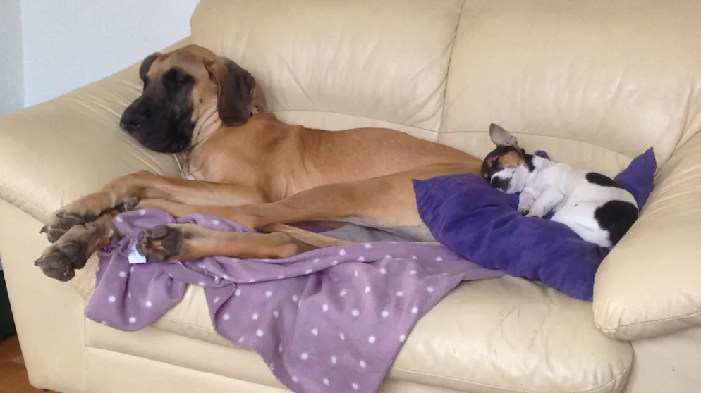 Il mio animale domestico è pigro