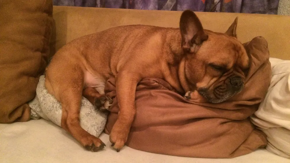 Il mio animale domestico è pigro