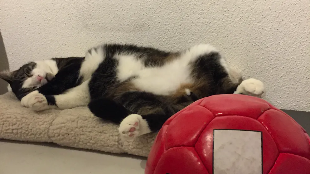 Mon animal est tellement paresseux