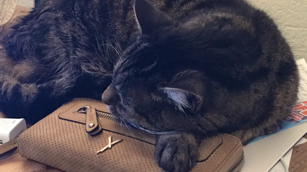 Mon animal est tellement paresseux