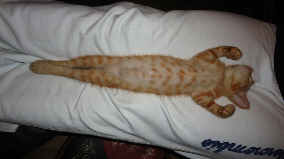Il mio animale domestico è pigro