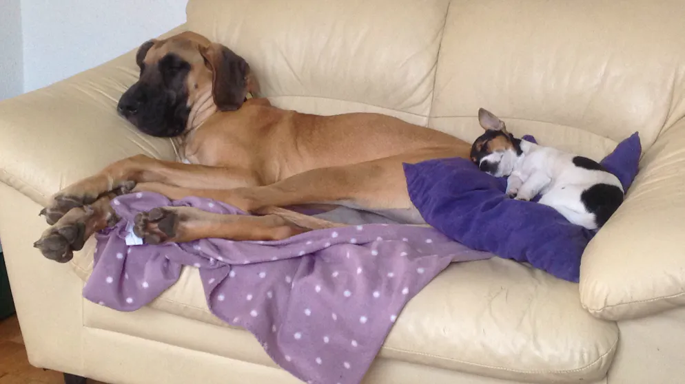 Mon animal est tellement paresseux