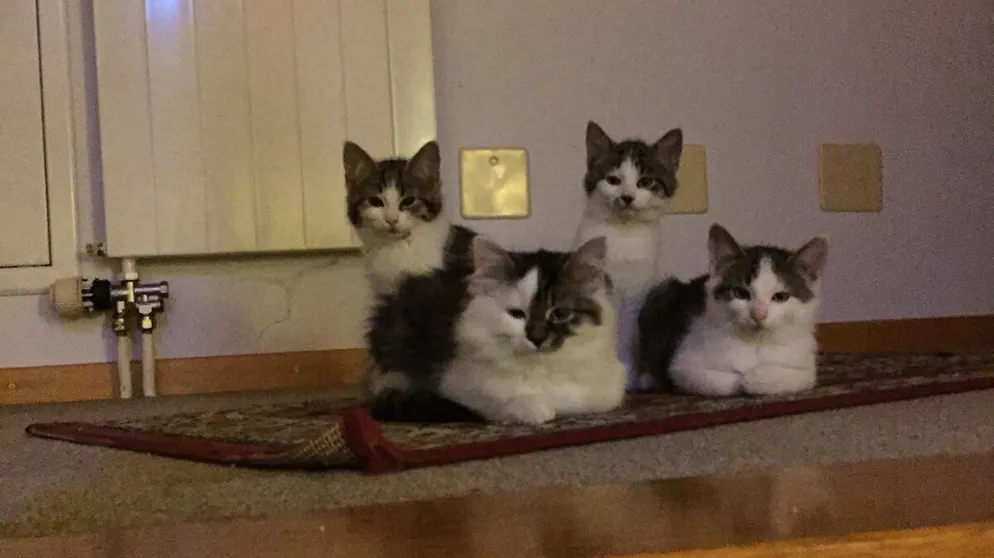 Mon animal est tellement paresseux