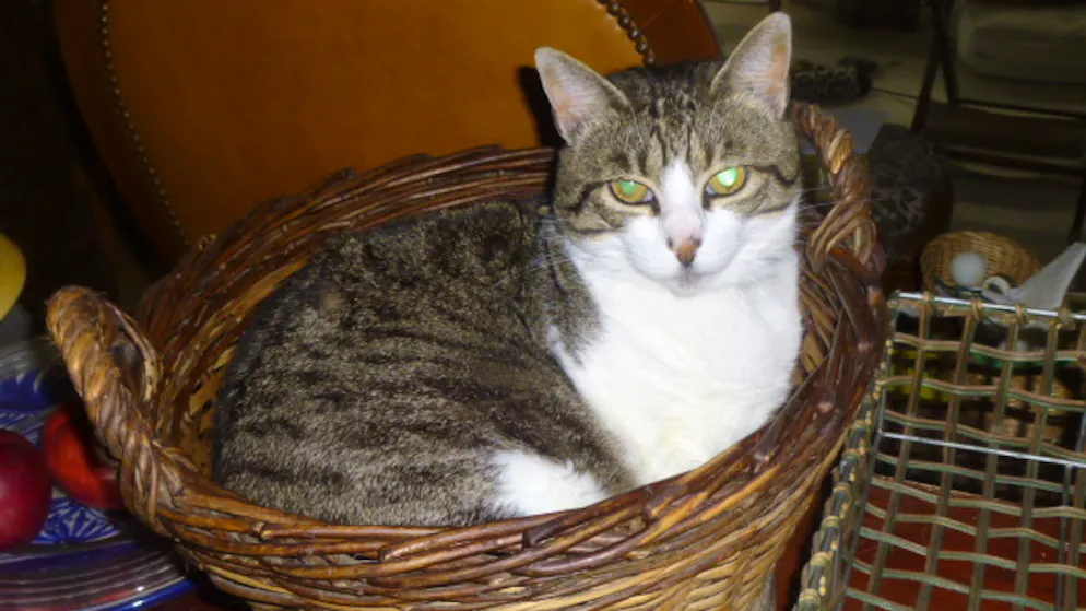 Il mio animale domestico è pigro