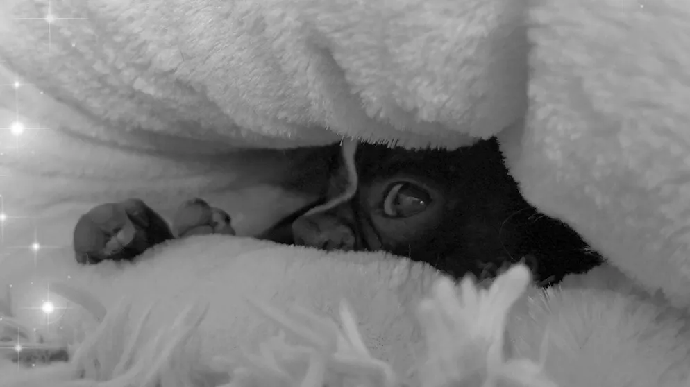 Mon animal est tellement paresseux