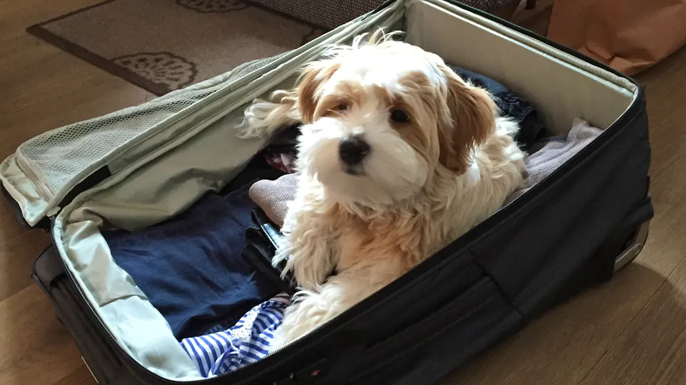 Mon animal est tellement paresseux