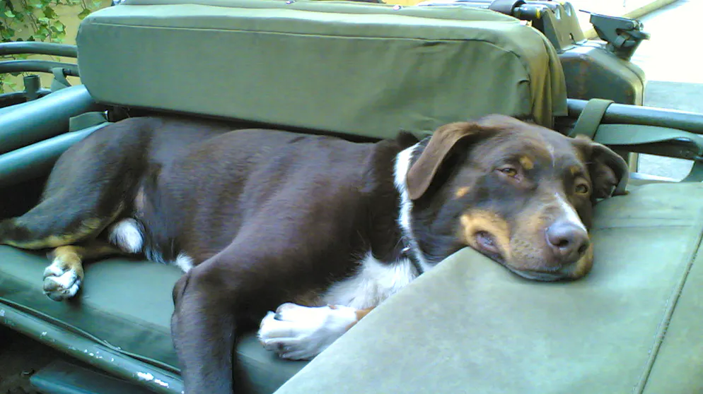 Mon animal est tellement paresseux