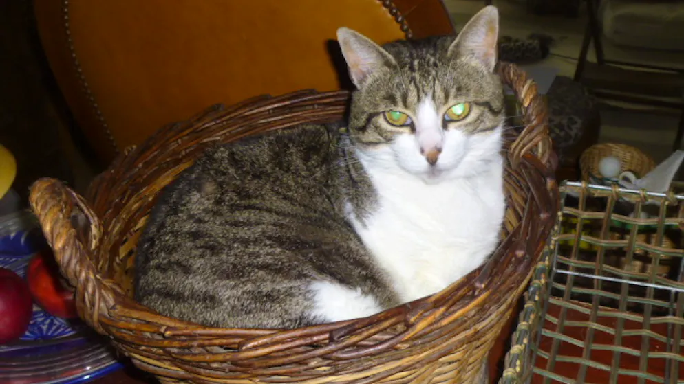 Mon animal est tellement paresseux