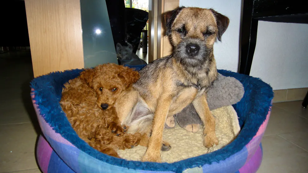 Mon animal est tellement paresseux