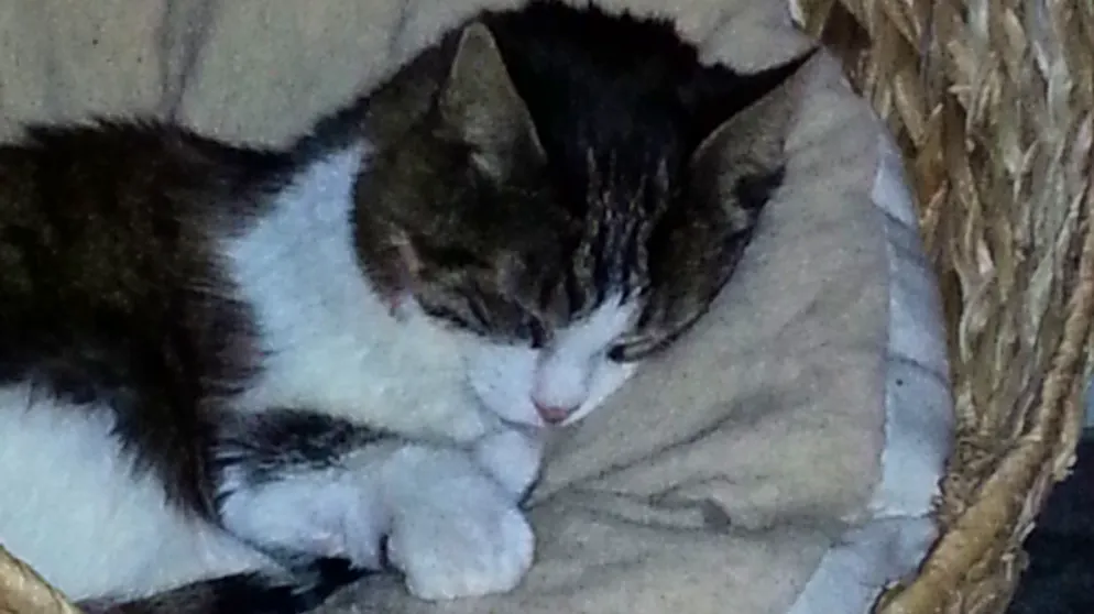 Il mio animale domestico è pigro