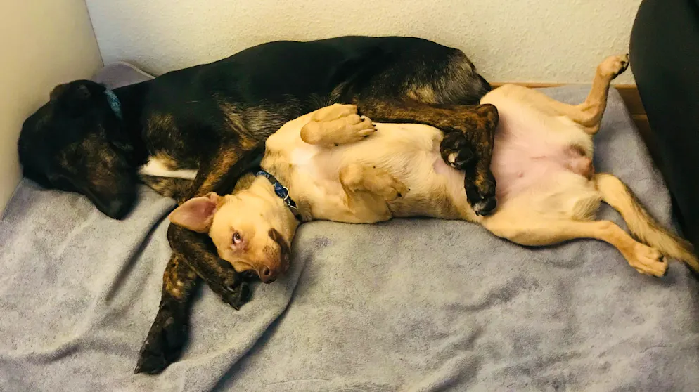 Mon animal est tellement paresseux