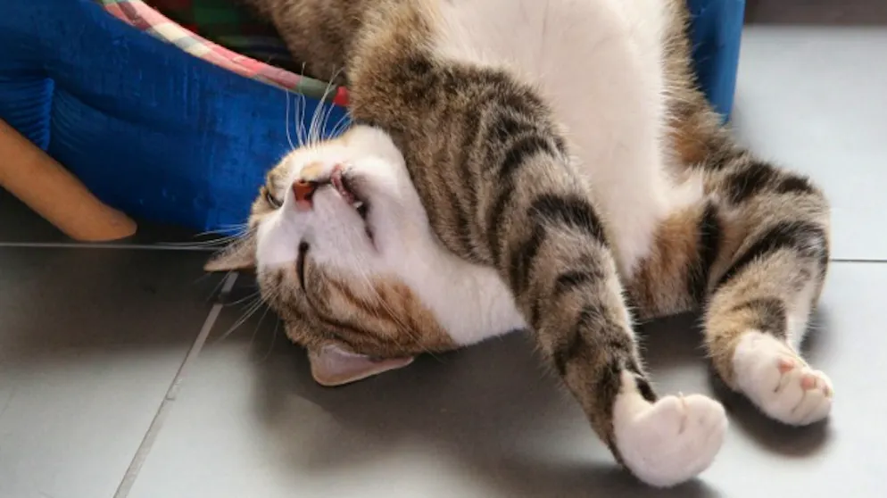 Mon animal est tellement paresseux