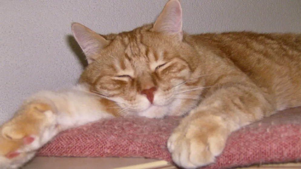 Mon animal est tellement paresseux