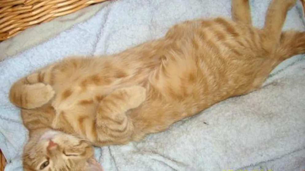 Mon animal est tellement paresseux