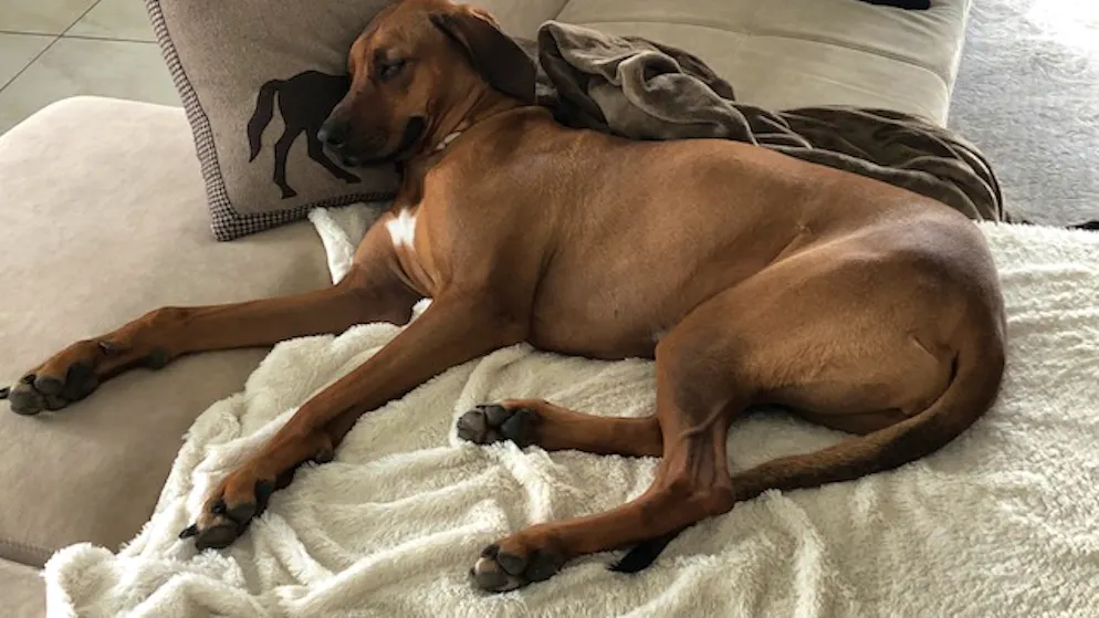 Mon animal est tellement paresseux