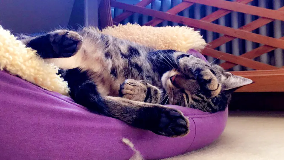 Mon animal est tellement paresseux