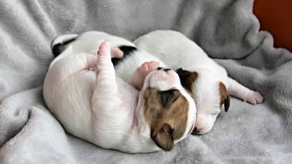 Mon animal est tellement paresseux