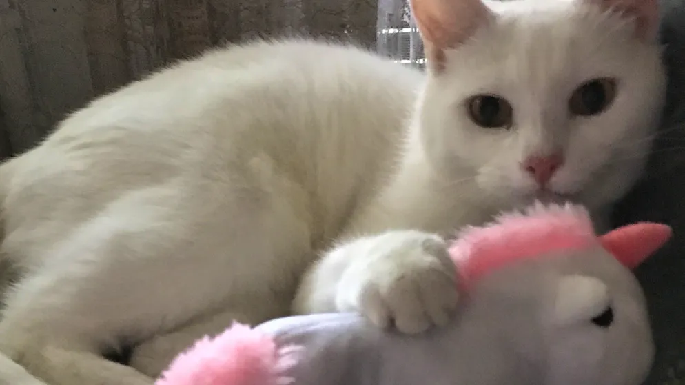 Il mio animale domestico è pigro
