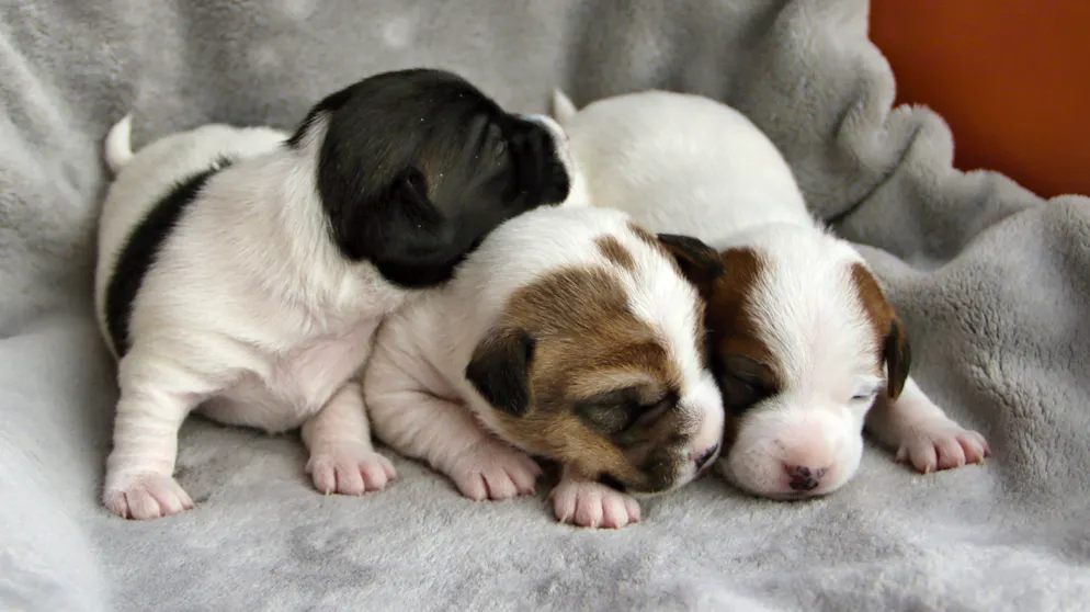 Mon animal est tellement paresseux