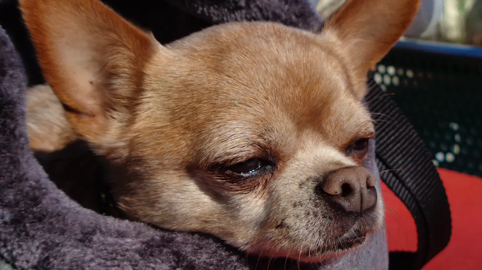 Il mio animale domestico è pigro