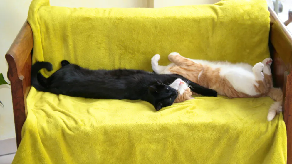 Mon animal est tellement paresseux