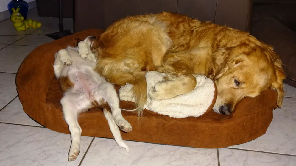 Il mio animale domestico è pigro