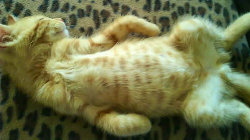Il mio animale domestico è pigro