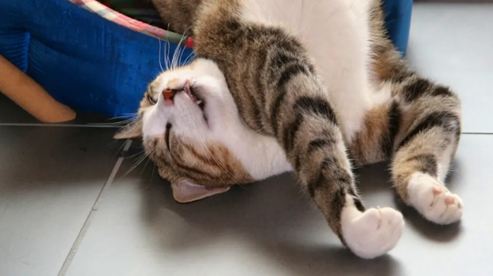 Il mio animale domestico è pigro