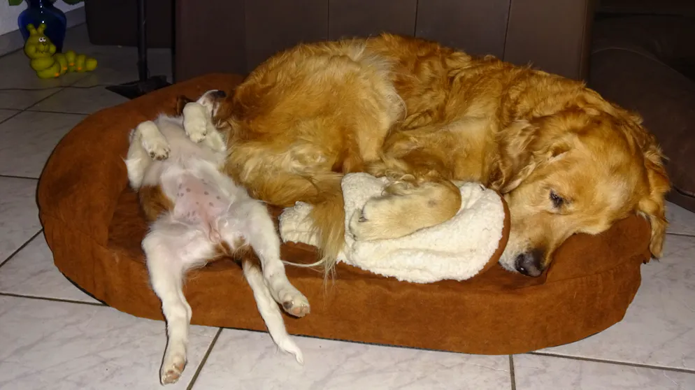 Mon animal est tellement paresseux