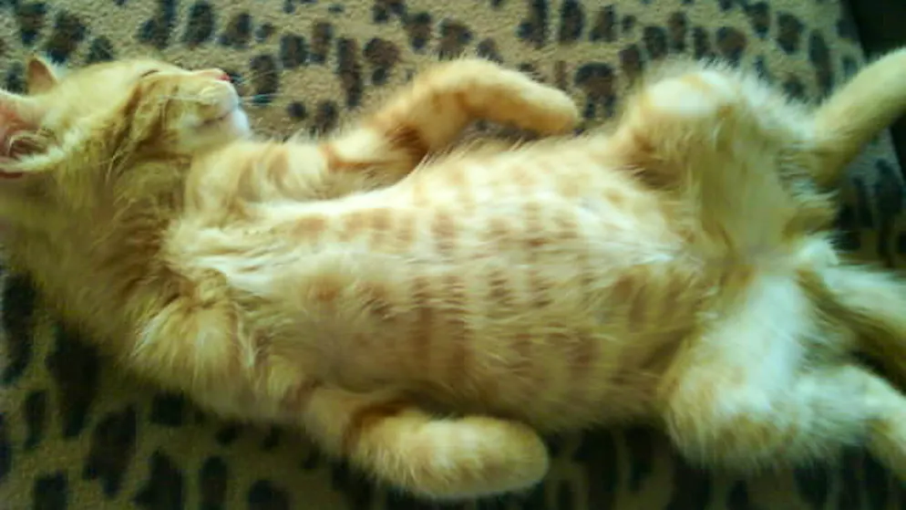 Mon animal est tellement paresseux