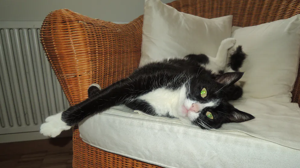 Il mio animale domestico è pigro