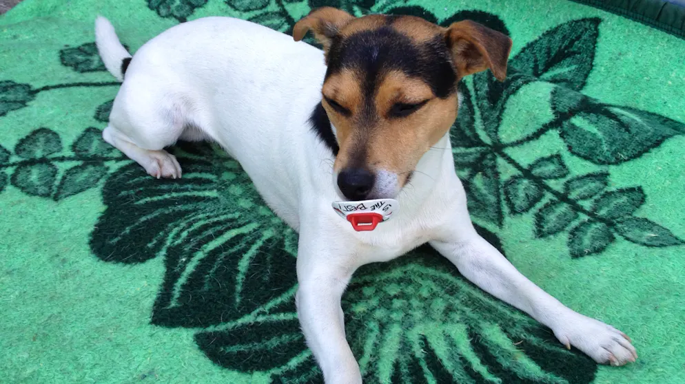 Mon animal est tellement paresseux