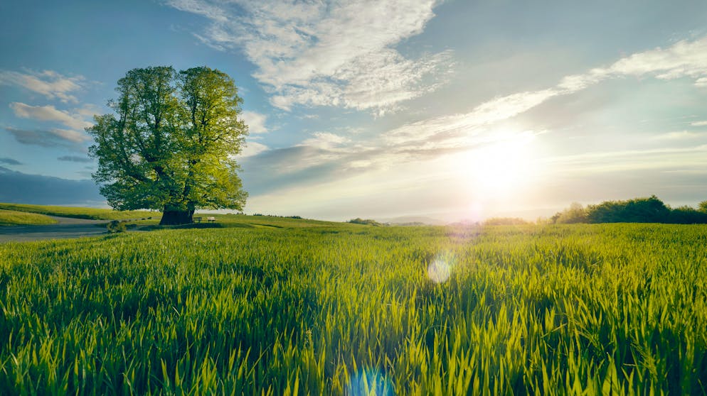 Sagenmülital: Spaziert man von der mächtigen Linner Linde ins wildromantische Täli, erwarten einen bald noch mehr Überraschungen.