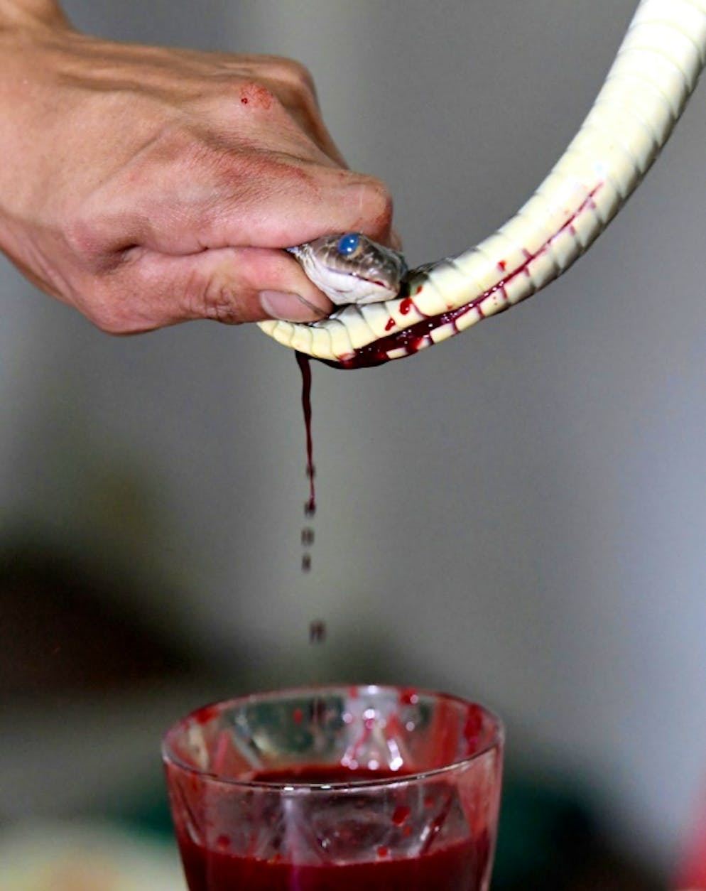 Le chef Dinh Tien Dung collecte le sang d'un serpent, dans un restaurant de Yen Bai, au Vietnam, le 24 août 2018