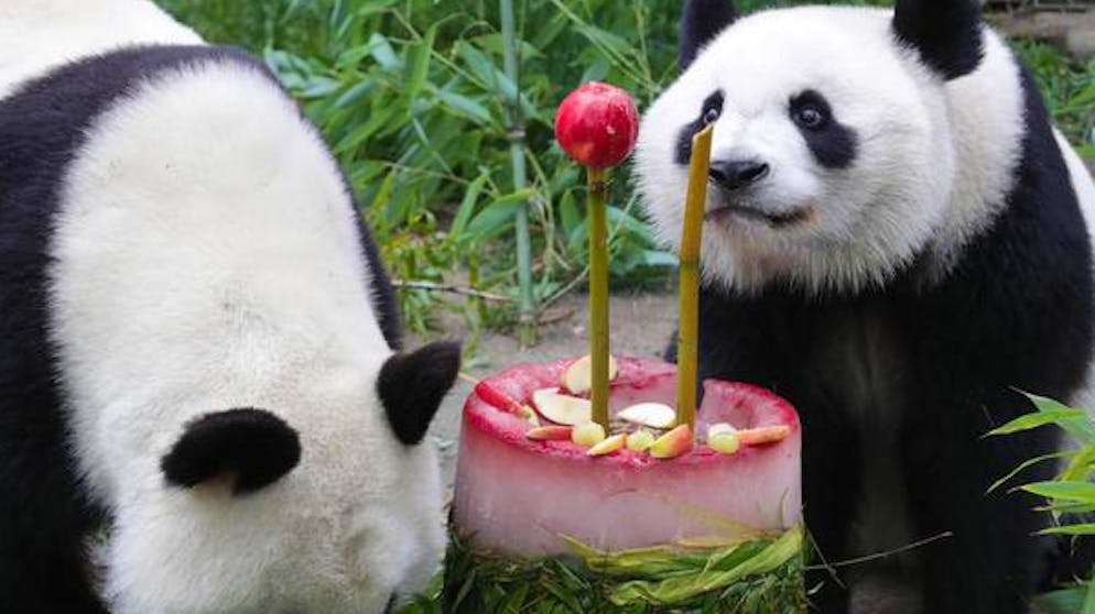 Le immagini più belle del mondo animale.. La torta per i due anni di uno dei panda allo zoo di Madrid.