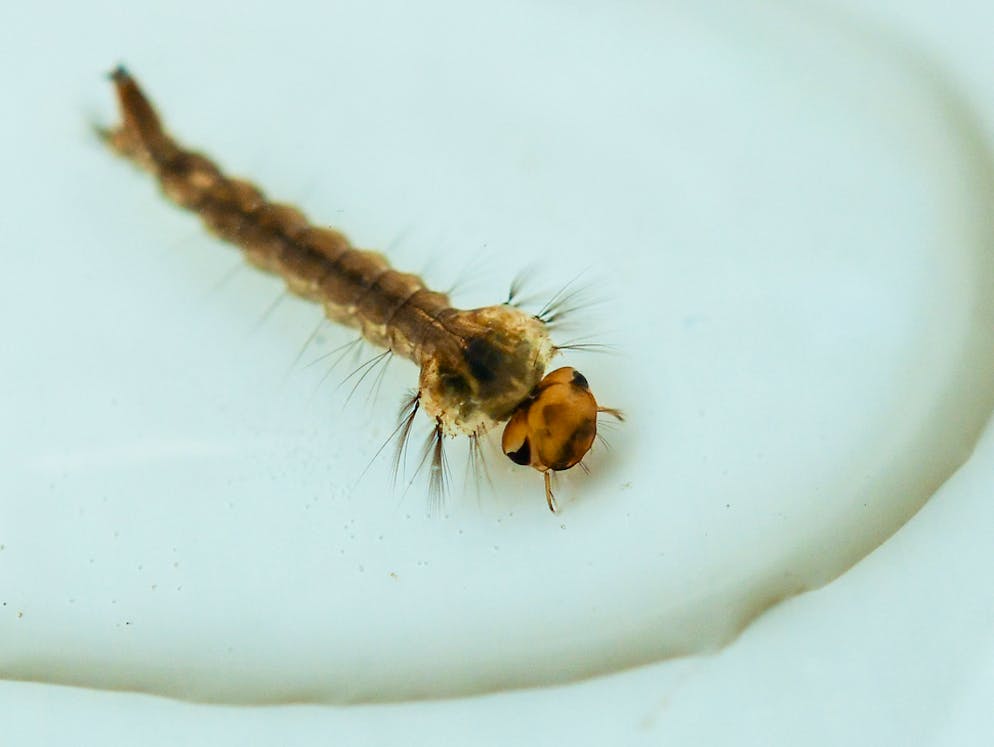 So gelangt Mikroplastik auch in Vogelmägen. Forscher fanden heraus, das Mückenlarven Mikroplastik über das Wasser aufnehmen können.