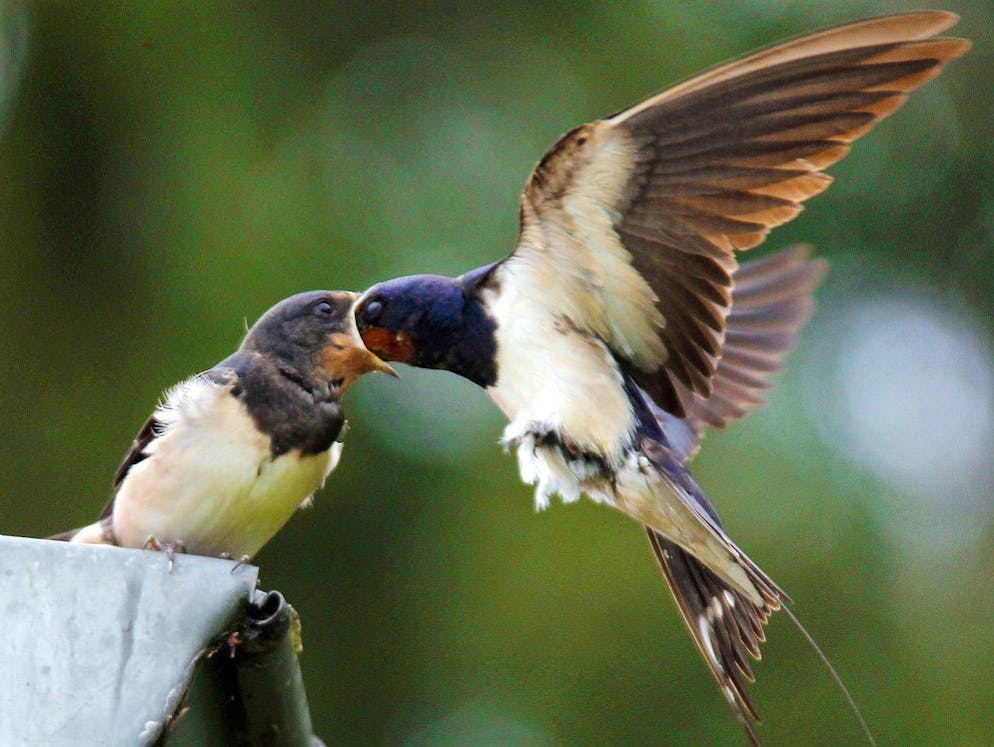 So gelangt Mikroplastik auch in Vogelmägen. Wird diese kleine Schwalbe bereits mit Mikroplastik gefüttert. Einer neuen Studie zufolge ist das nicht auszuschliessen.