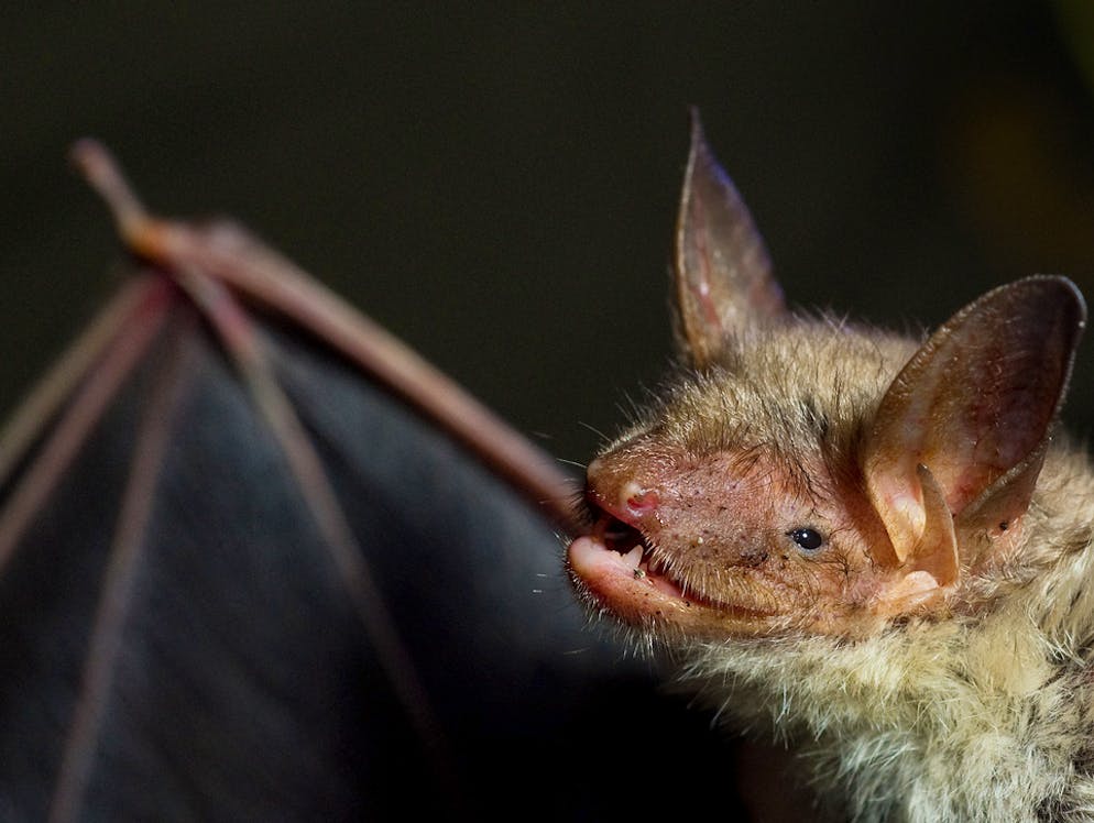 So gelangt Mikroplastik auch in Vogelmägen. Auf gleichem Weg nehmen auch Fledermäuse Mikroplastik in sich auf.
