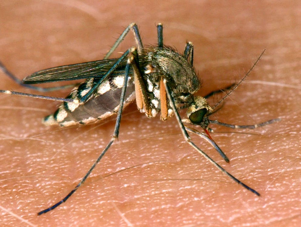 So gelangt Mikroplastik auch in Vogelmägen. Die winzigen Plastikteilchen bleiben auch im Körper ausgewachsner Mücken. Die wiederum stehen auf dem Speiseplan vieler Vögel.