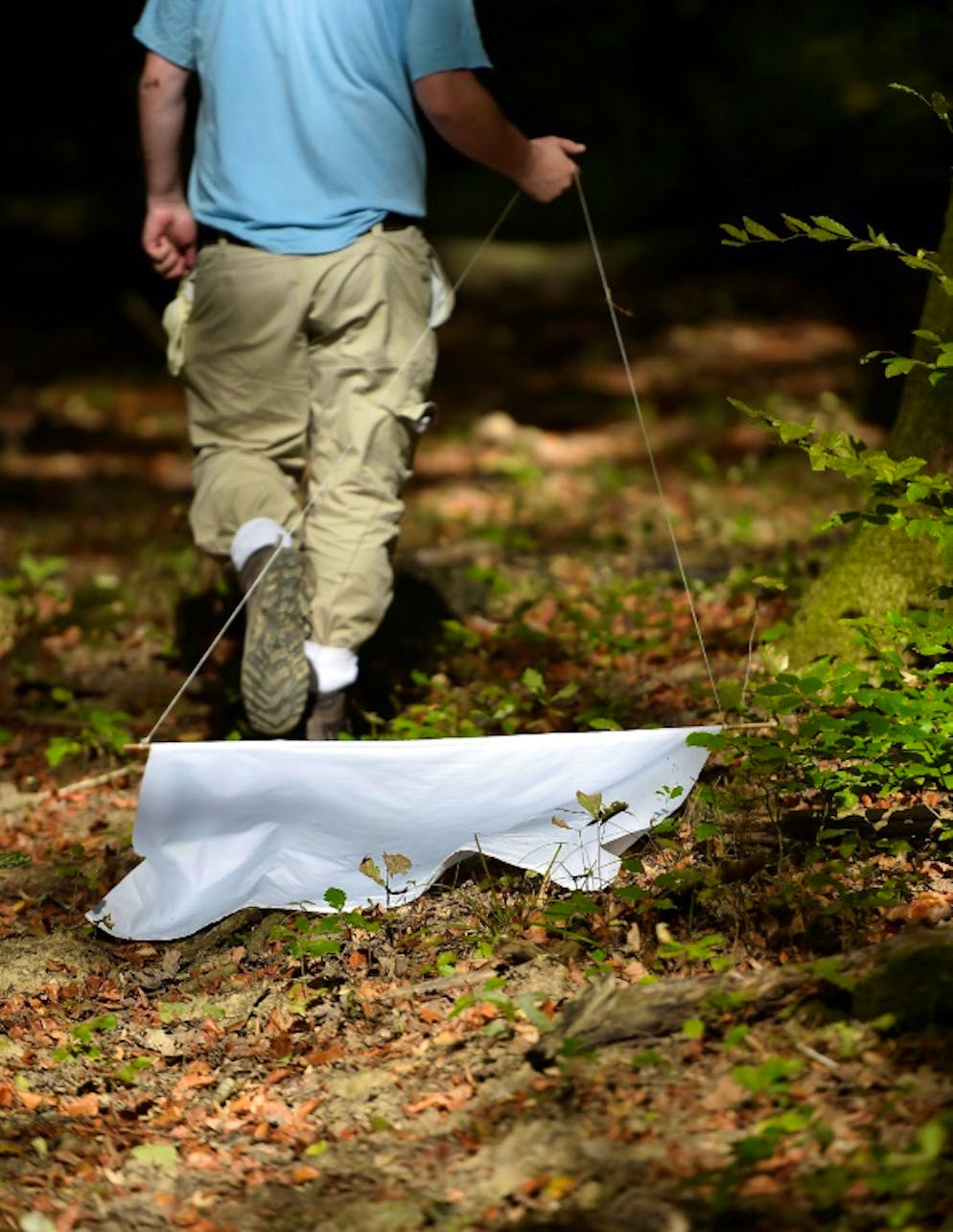 Chasse aux tiques dans une forêt près de l'Institut national de la recherche agronomique (Inra) à Champenoux (Meurthe-et-Moselle), le 28 septembre 2018