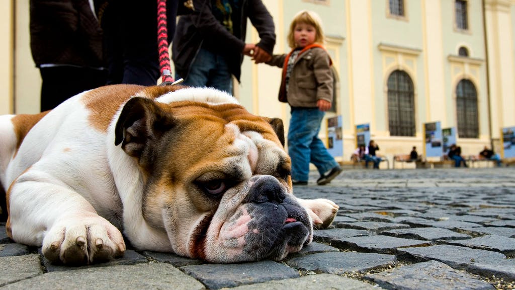 1,4 Milliarden Inaktive weltweit. WHO-Bewegungsstudie: Mindestens jeder 5. Schweizer ist zu faul