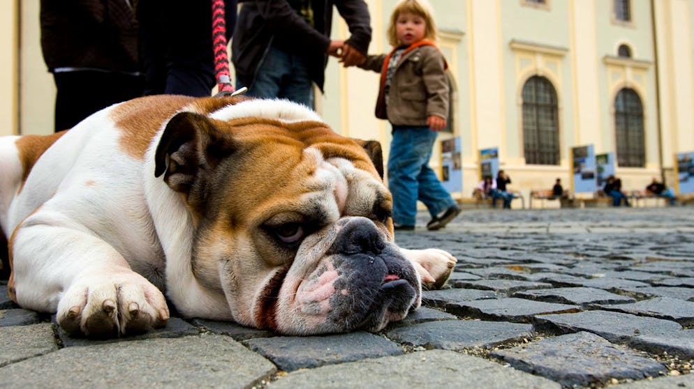 Zu faul? Das interessiert diesen Hund nicht die Bohne, aber die WHO-Studie bezieht sich ja auch bloss auf Menschen.
