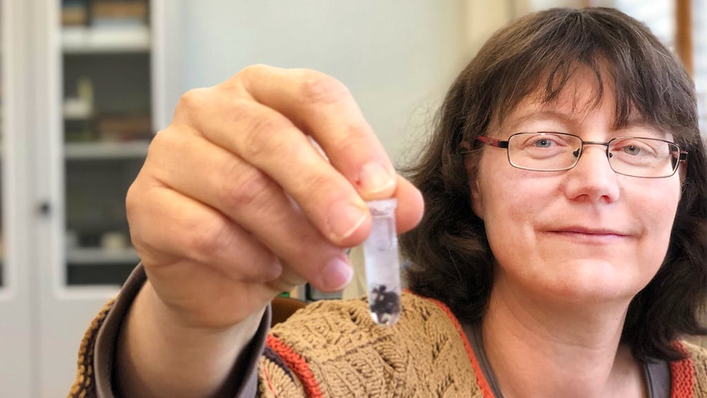 Forschung im Verborgenen. Die Königin der Ameisen