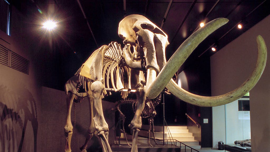 Artenschutz. Mammut-DNA in Billigschmuck aus Kambodscha