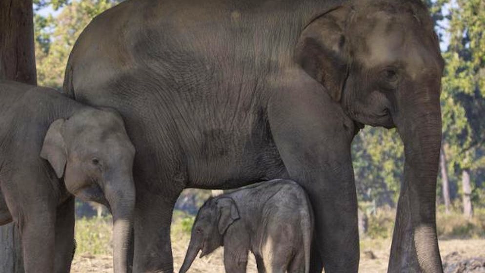 Le immagini più belle del mondo animale.. Un cucciolo di elefante a Chitawan, Nepal.