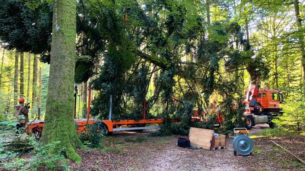 Drei Monate nach Formel E: Berner Bären erhalten neuen Kletterbaum. Der neue Kletterbaum für die Berner Bären wird im Bremgartenwald gefällt.