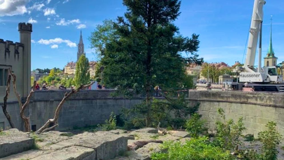 Drei Monate nach Formel E: Berner Bären erhalten neuen Kletterbaum. Es geht wieder hoch hinaus für die Berner Bären: Der neue Kletterbaum ist da.