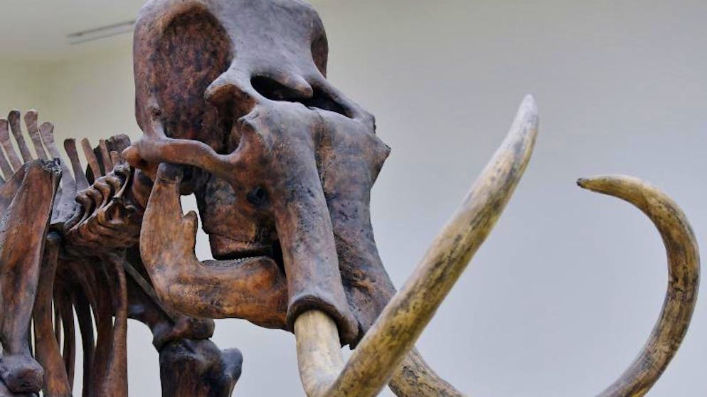 Das Skelett eines Mammuts in der Ausstellung des Landesmuseums für Vorgeschichte in Halle. 