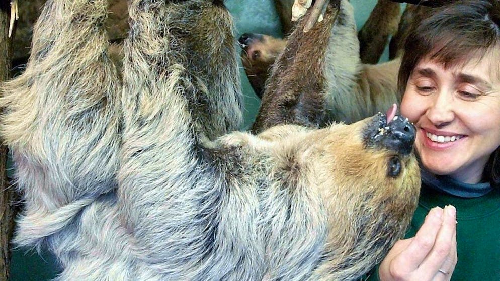 Das heute mit 50 Jahren älteste Faultier der Welt, Paula, in einer Aufnahme aus dem Jahr 2003. Faultiere schlafen bis zu 18 Stunden am Tag. (Archivbild)